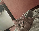 Кошки в Ульяновске: отдам в добрые руки кошку Девочка, Бесплатно - фото 5