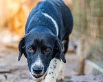 Собаки в Видном: Щенок Мартин ищет дом и заботливых хозяев Мальчик, Бесплатно - фото 3