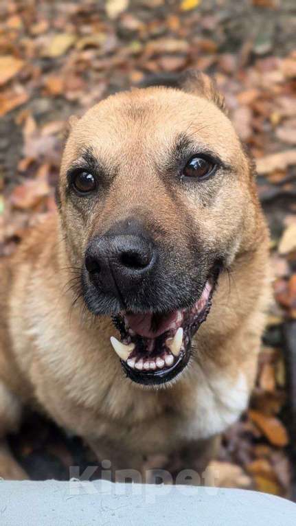 Собаки в других городах Краснодарского края: Гоча из приюта Поводог Сочи (отправим в любой город) Мальчик, Бесплатно - фото 3