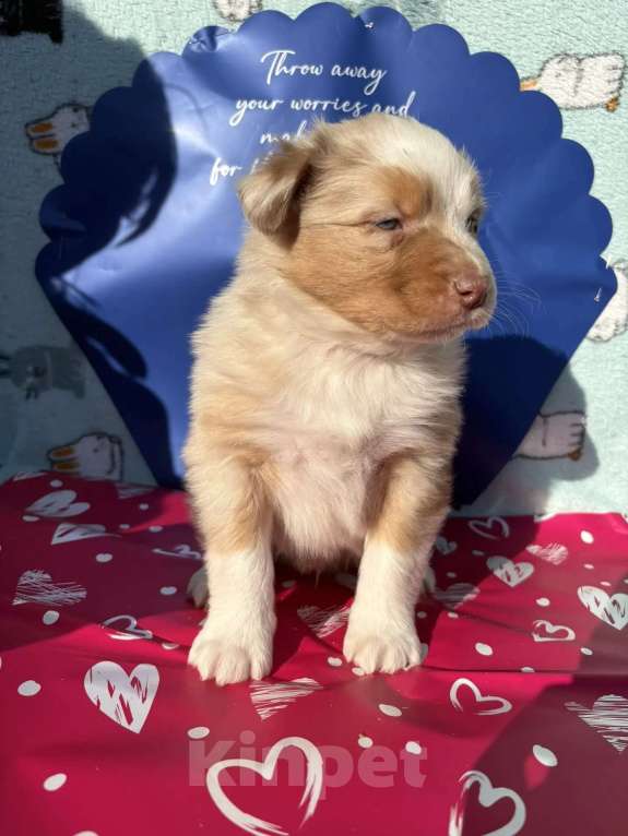 Собаки в Бикине: Аусси Мальчик, 80 000 руб. - фото 5