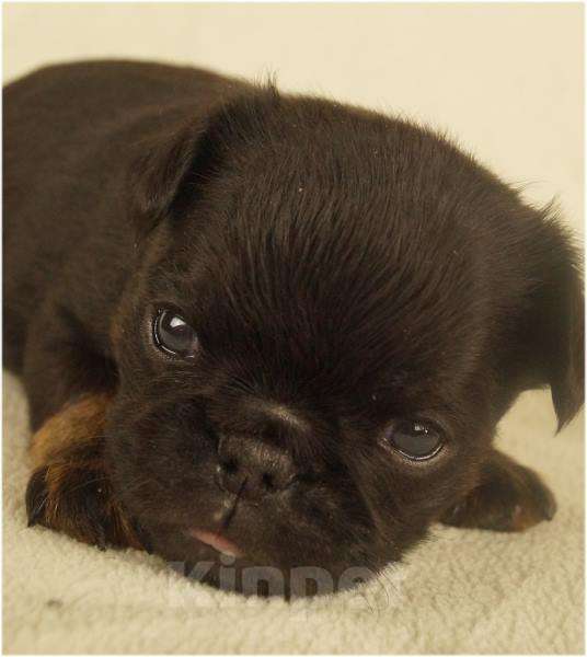 Собаки в Москве: ОНИКС Мальчик, 90 000 руб. - фото 3