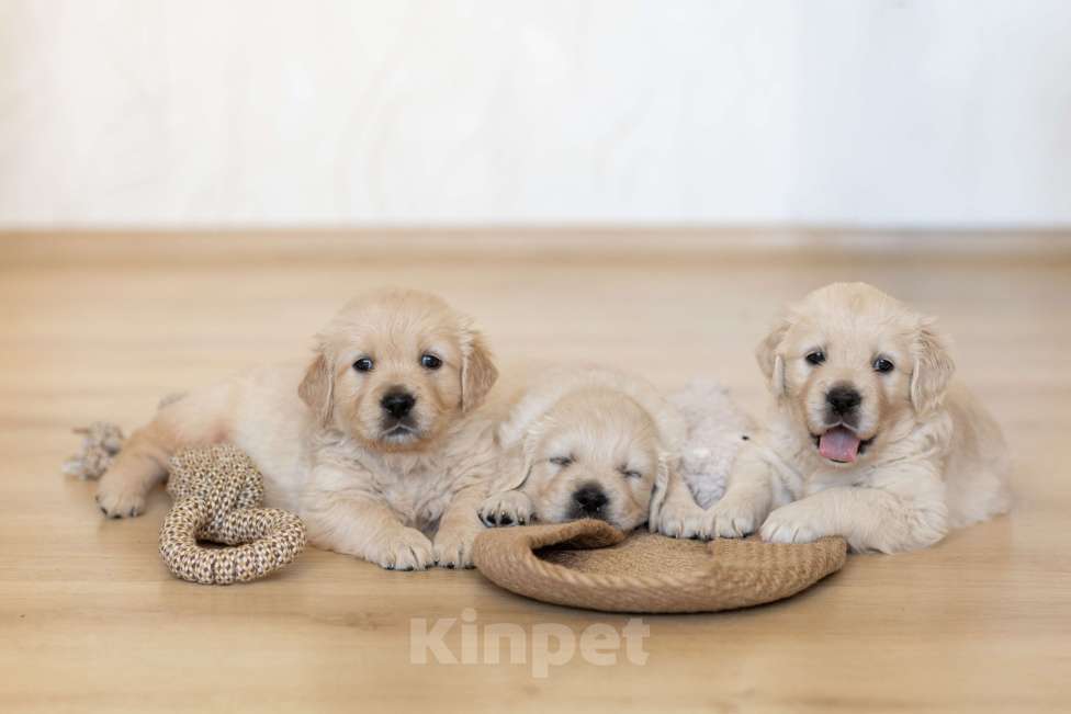 Собаки в Ярославле: Щенки золотистого ретривера Девочка, 70 000 руб. - фото 1