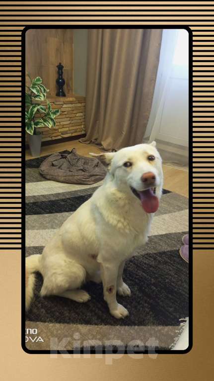 Собаки в Чите:   Собака в самые добрые ручки Мальчик, Бесплатно - фото 3