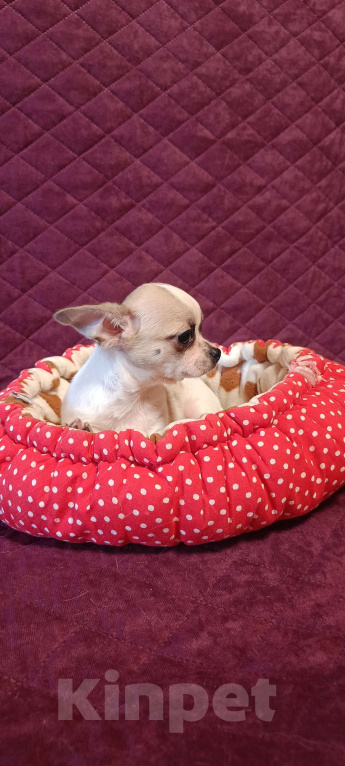 Собаки в Москве: Расписной крепыш Мальчик, 45 000 руб. - фото 2