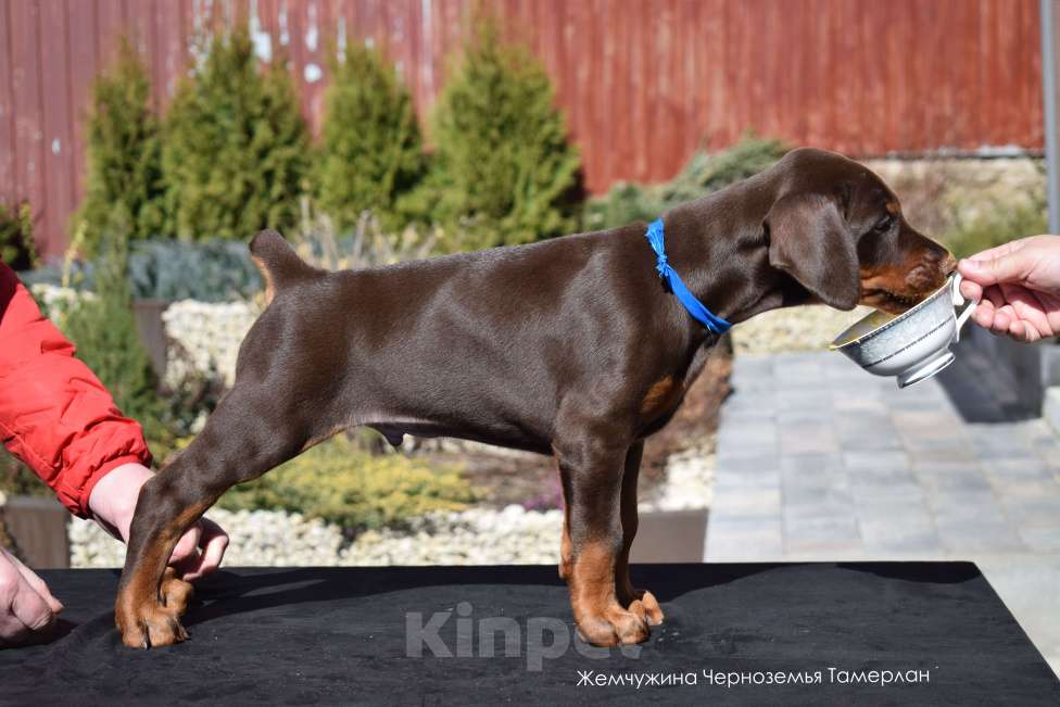 Собаки в Воронеже: Щенки добермана ркф Мальчик, 100 000 руб. - фото 6
