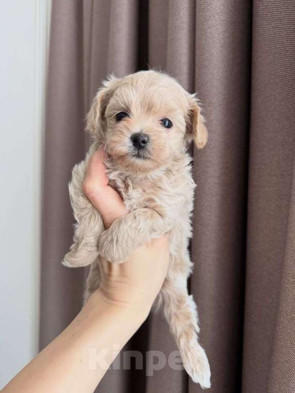 Собаки в Ростове-на-Дону: Мальтипу, щенок Мальчик, 180 000 руб. - фото 1