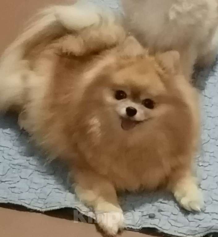 Собаки в Таганроге: Шпиц НЕМЕЦКИЙ мини  Девочка, 20 000 руб. - фото 3