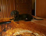 Собаки в Самаре: Вязка, 1 000 руб. - фото 1