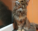 Кошки в Малмыже: Чистокровная кошечка мейн-кун., 20 000 руб. - фото 9