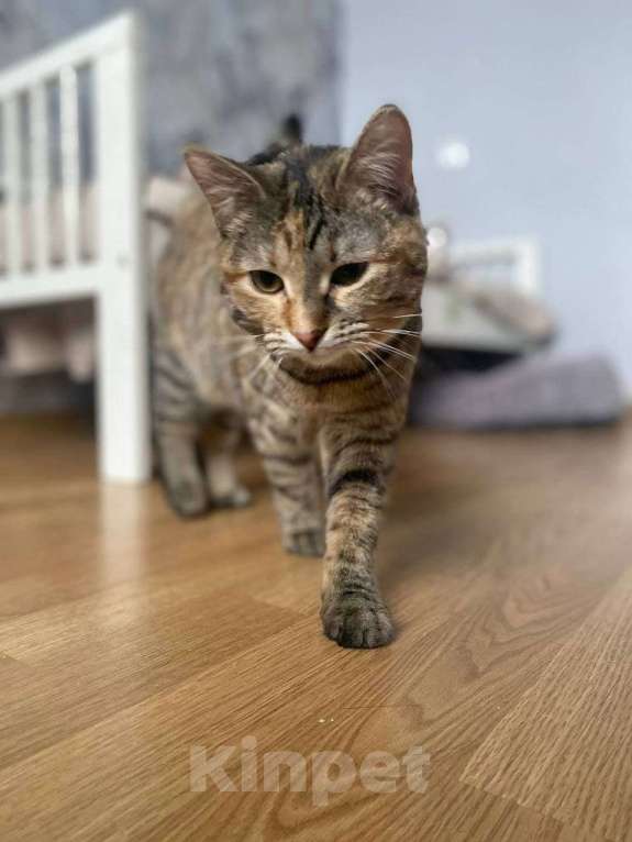 Кошки в Москве: Котенок Туся ищет дом Девочка, Бесплатно - фото 7