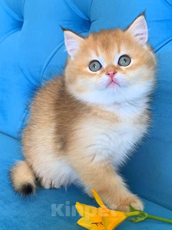 Кошки в Москве: британские котята золотая шиншилла Девочка, Бесплатно - фото 3