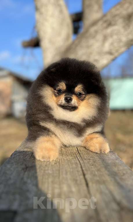 Собаки в Москве: Шикарный черно подпалый мальчик Мальчик, 100 000 руб. - фото 2