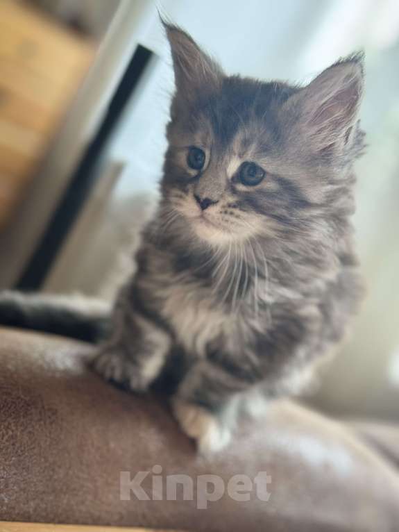 Кошки в Дзержинском: Крупный пирожок Мейн - Кун  Девочка, 11 000 руб. - фото 2