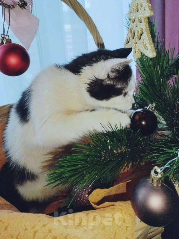 Кошки в других городах Московской области: Крошка Эли ищет семью Девочка, Бесплатно - фото 1