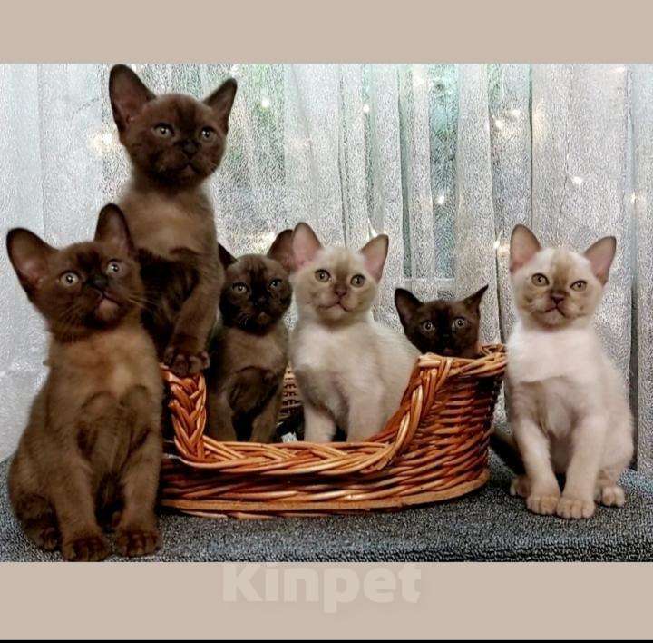 Кошки в Ливны: Бурманские котята с документами, 35 000 руб. - фото 1