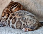 Кошки в Щелково: Милое пятнышко  Мальчик, Бесплатно - фото 3