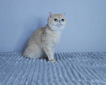 Кошки в Москве: Кошка британская золотая шиншилла  Девочка, 40 000 руб. - фото 5