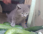 Кошки в Нижнем Новгороде: Серо-голубой котёнок мальчик 5 недель Мальчик, 25 руб. - фото 2