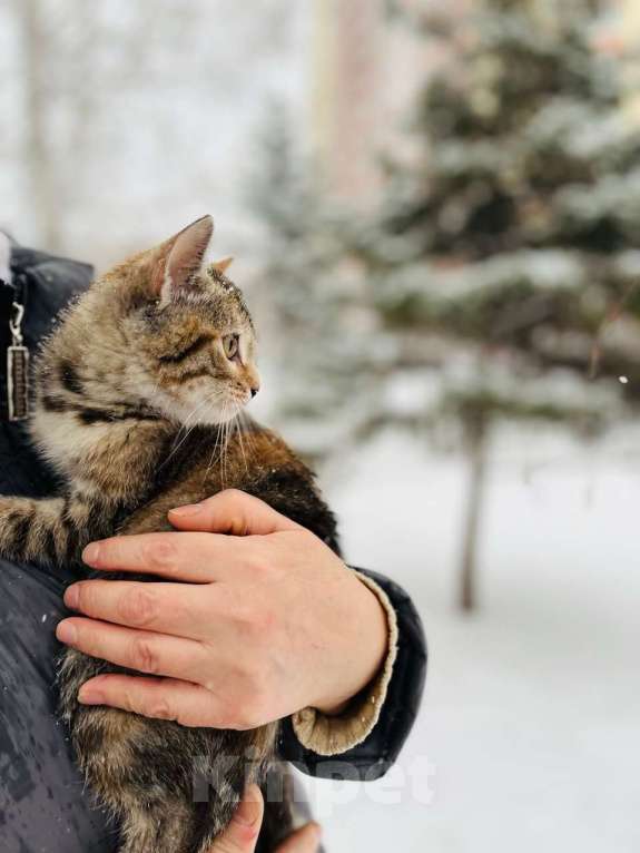 Кошки в Новосибирске: Котенок девочка полосатая Девочка, 5 руб. - фото 6
