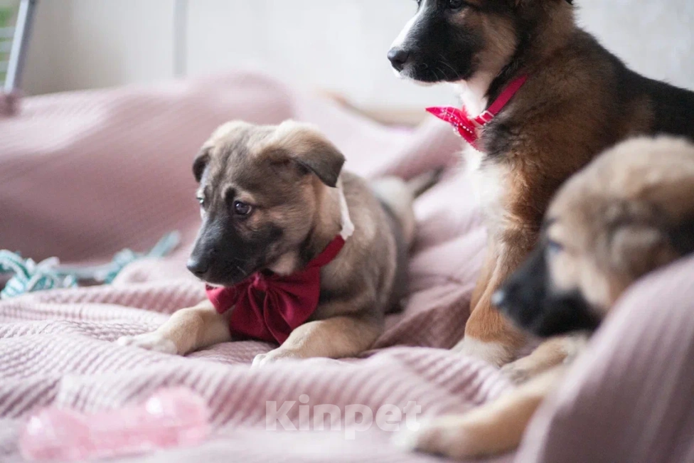 Собаки в Москве: Щенок в добрые руки Мальчик, Бесплатно - фото 7