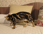 Кошки в Краснодаре: Шёлковая мраморная бенгалочка для души и в разведение Девочка, 15 000 руб. - фото 10