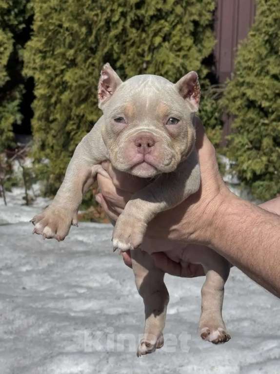 Собаки в Москве: Американский булли девочка Девочка, 80 000 руб. - фото 2
