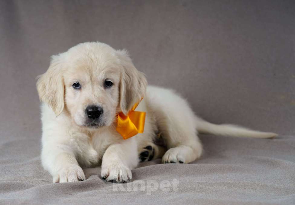 Собаки в Боровске: зефирки  Девочка, Бесплатно - фото 2