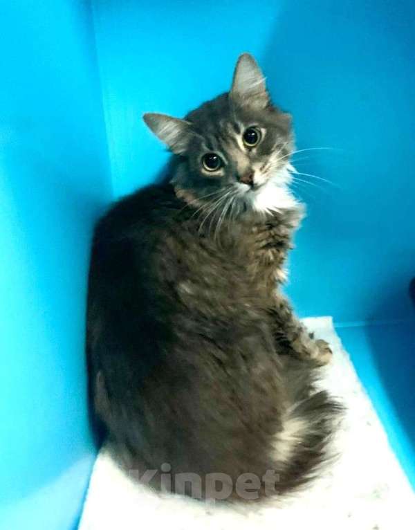 Кошки в Москве: Роскошный пушистый около-сибиряк Мальчик, Бесплатно - фото 5