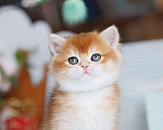 Кошки в Владивостоке: Британский золотистый котенок Мальчик, 80 000 руб. - фото 2
