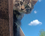 Кошки в Шатуре: Мей-кун котенок Девочка, 10 000 руб. - фото 4