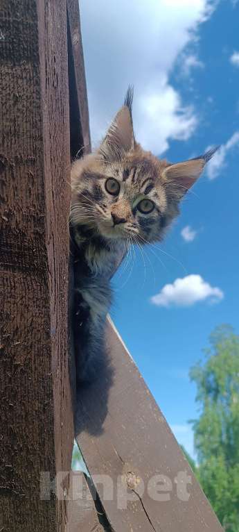 Кошки в Шатуре: Мей-кун котенок Девочка, 10 000 руб. - фото 4
