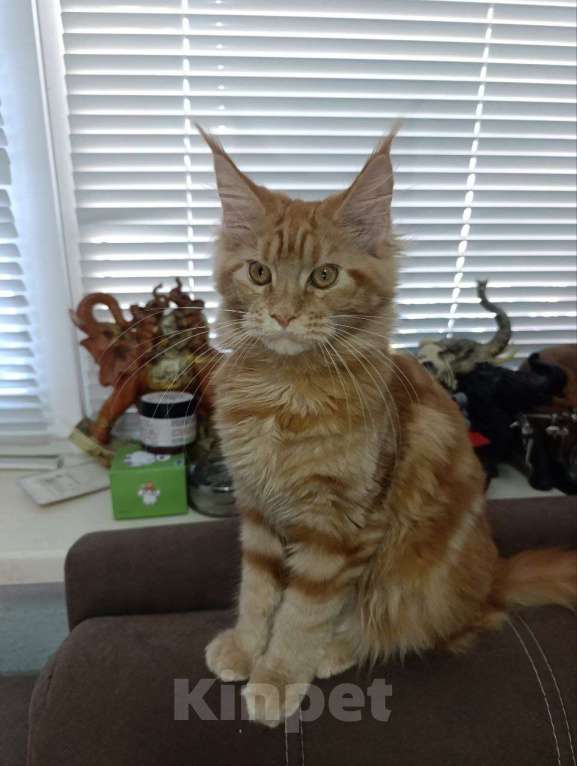 Кошки в Симферополе: Кошечки мейн-кун Девочка, 20 000 руб. - фото 4