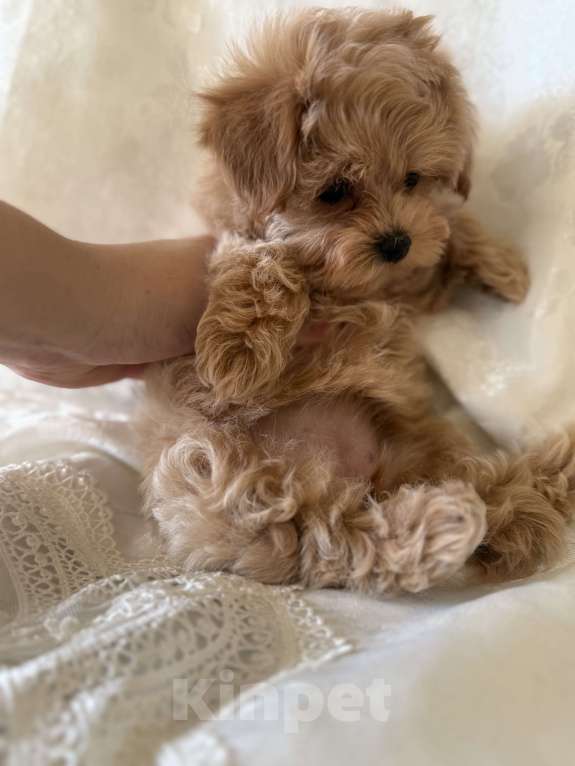 Собаки в Мытищах: Щенки мальтипу Девочка, 70 000 руб. - фото 4