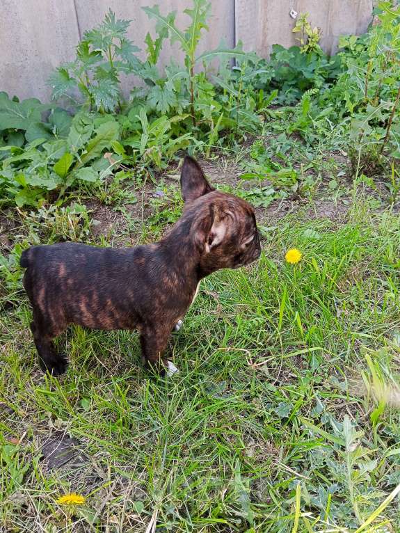 Собаки в других городах Самарской области: Французский бульдог щенок Девочка, 30 000 руб. - фото 4