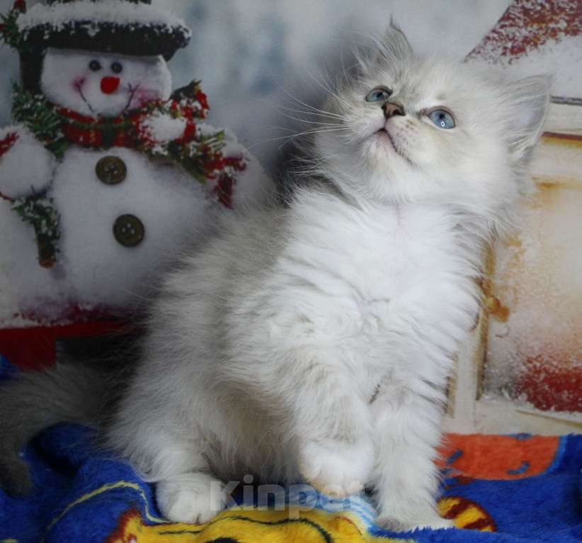 Кошки в Кирове: Невская маскарадная кошечка Девочка, Бесплатно - фото 5