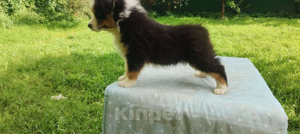 Собаки в Домодедово: Щенок Австралийской овчарки  Девочка, 80 000 руб. - фото 6