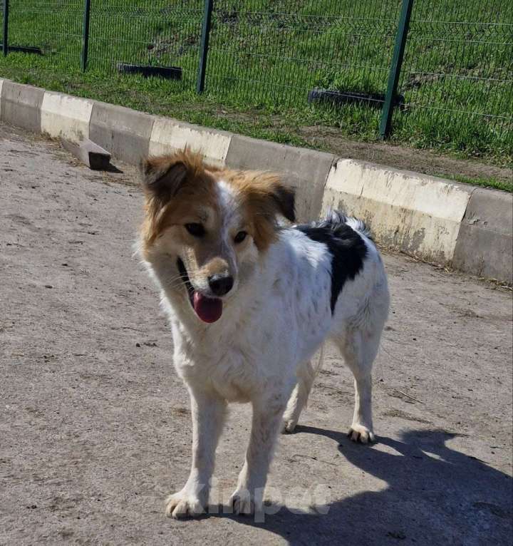Собаки в Шебекино: Пальма ищет своего человека Девочка, Бесплатно - фото 2