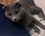 Кошки в Москве: Вислоухий шотландец ищет хозяев Мальчик, Бесплатно - фото 1