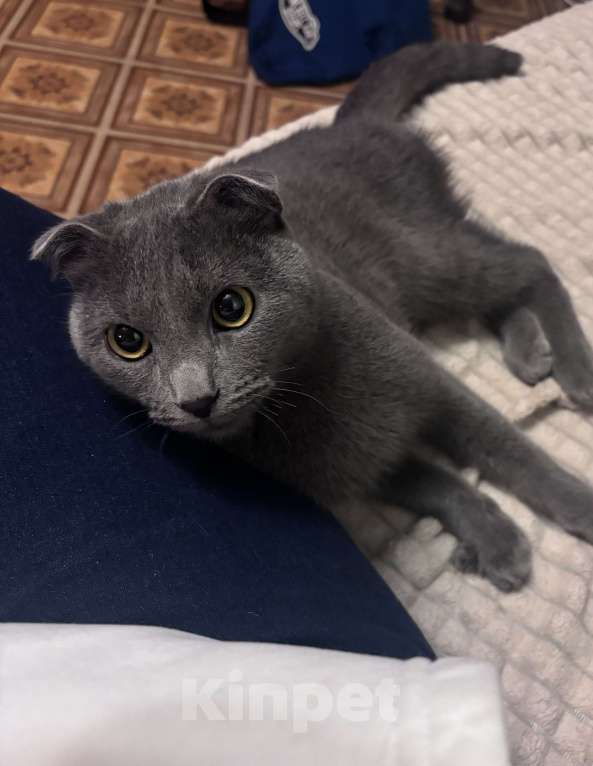 Кошки в Москве: Вислоухий шотландец ищет хозяев Мальчик, Бесплатно - фото 1