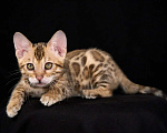 Кошки в Екатеринбурге: Бенгальская девочка Девочка, 50 000 руб. - фото 1