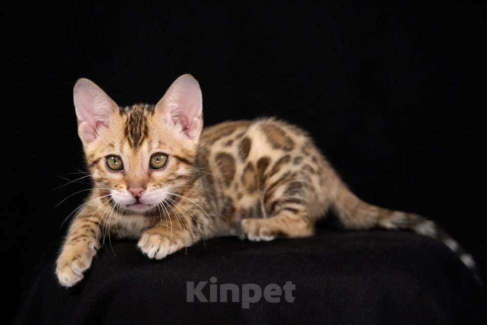 Кошки в Екатеринбурге: Бенгальская девочка Девочка, 50 000 руб. - фото 1