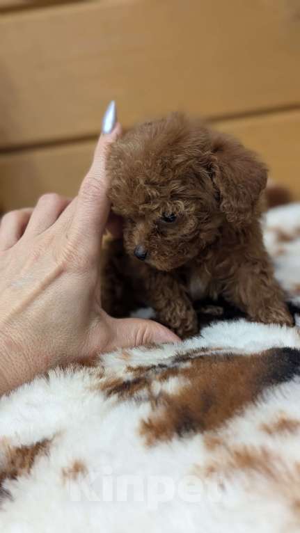 Собаки в Москве: Девочка ТИКАП Девочка, 150 000 руб. - фото 3