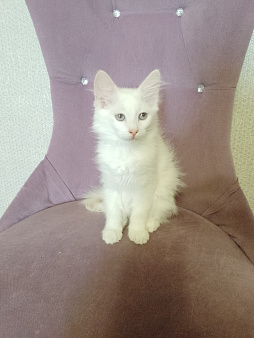 Кошечка в добрые руки