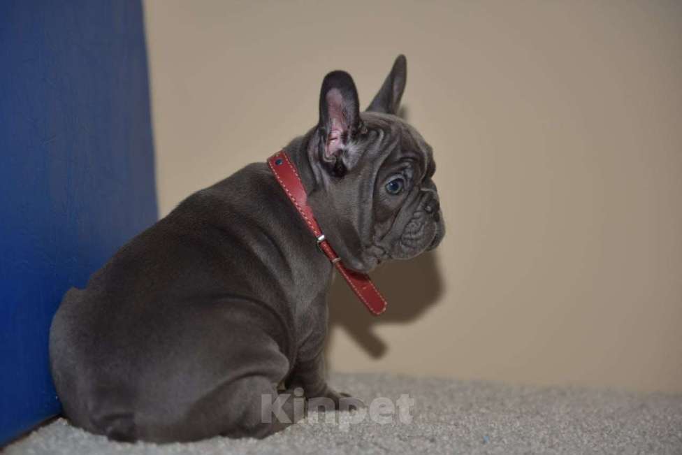 Собаки в Москве: Девочка голубая Девочка, 75 000 руб. - фото 2