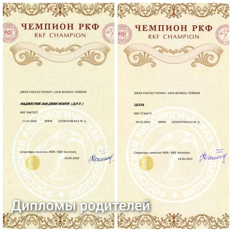 Собаки в Красноярске: Щенок Джек Рассел Терьер от Чемпионов c родословной Девочка, 30 000 руб. - фото 10