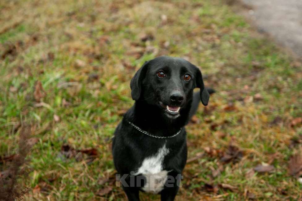 Собаки в Москве: Записка, дерево и брошенная такса — история Найды Девочка, Бесплатно - фото 9
