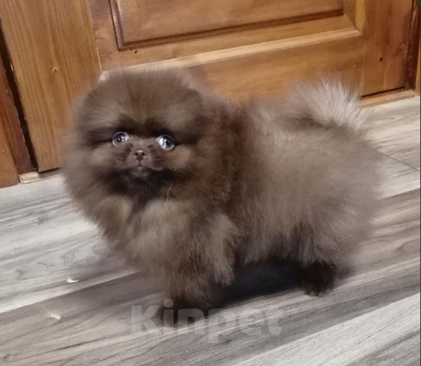 Собаки в Санкт-Петербурге: Шпиц девочка Девочка, 50 000 руб. - фото 1