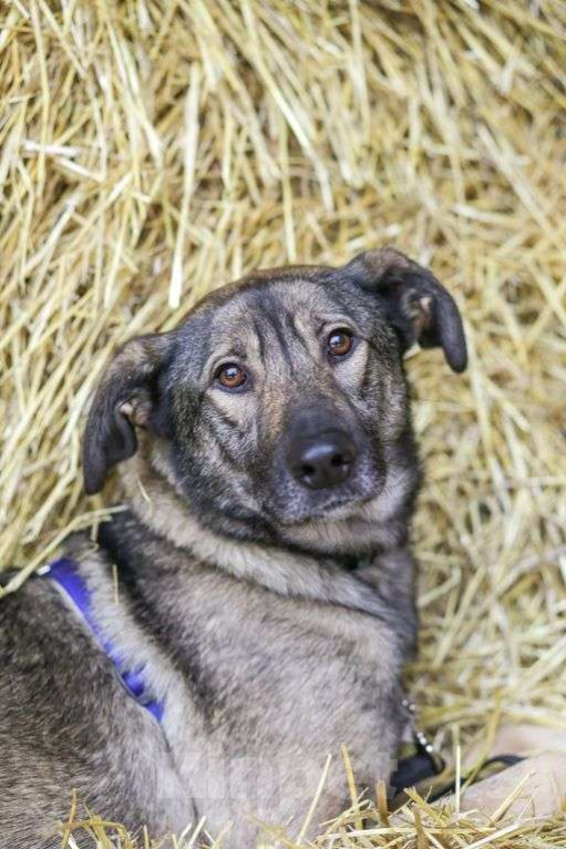 Собаки в Москве: Мёрфи Девочка, Бесплатно - фото 3