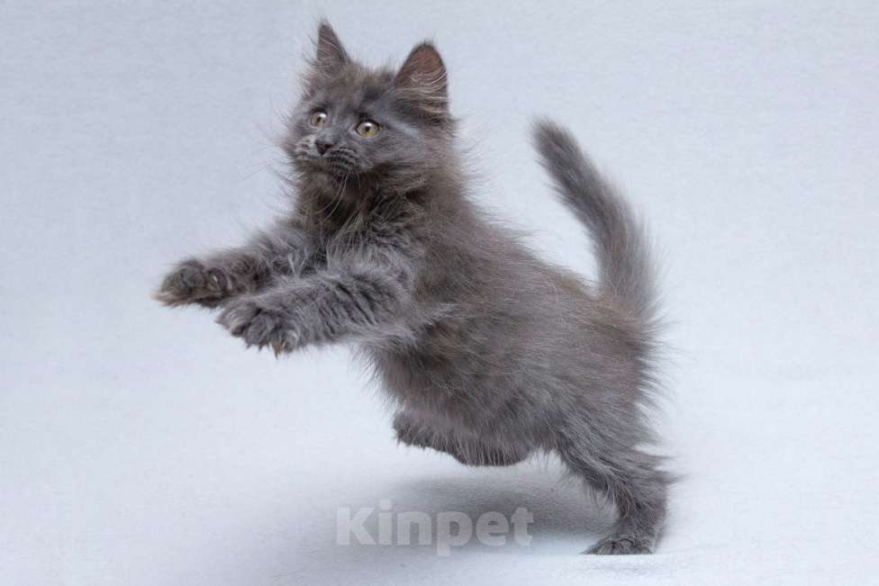 Кошки в Москве: Котёнок Йода в добрые руки  Девочка, Бесплатно - фото 2