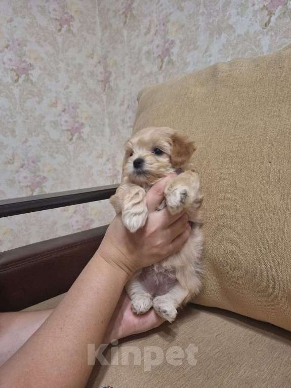 Собаки в Ростове-на-Дону: Мальтипу щенки Мальчик, 50 000 руб. - фото 3